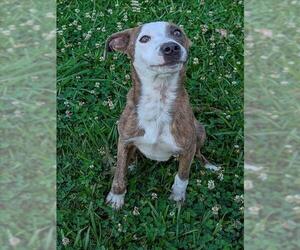 Labrador Retriever-Plott Hound Mix Dogs for adoption in Grovetown, GA, USA