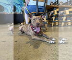 Small #1 American Pit Bull Terrier Mix
