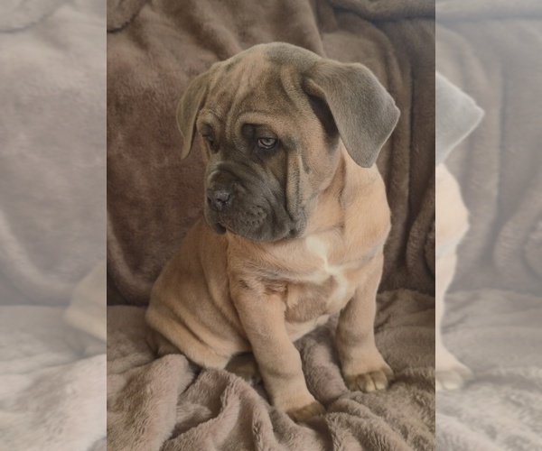 Medium Photo #16 Cane Corso Puppy For Sale in MINERAL WELLS, WV, USA