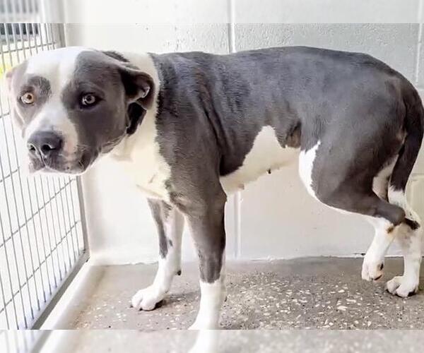 Medium Photo #2 Mutt Puppy For Sale in Houston, TX, USA