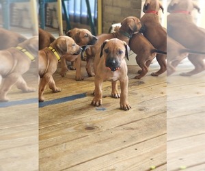 Rhodesian Ridgeback Puppy for sale in PITTSBURGH, PA, USA