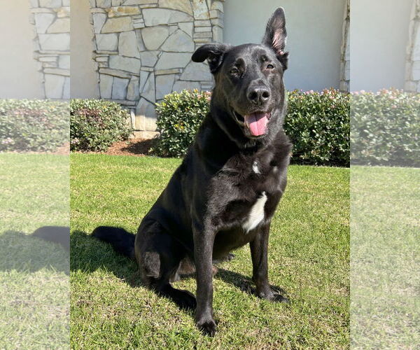 Medium Photo #1 German Shepherd Dog-Unknown Mix Puppy For Sale in Corona, CA, USA