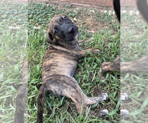 Alias - Female Mutt Dog for Adoption - Photo #3