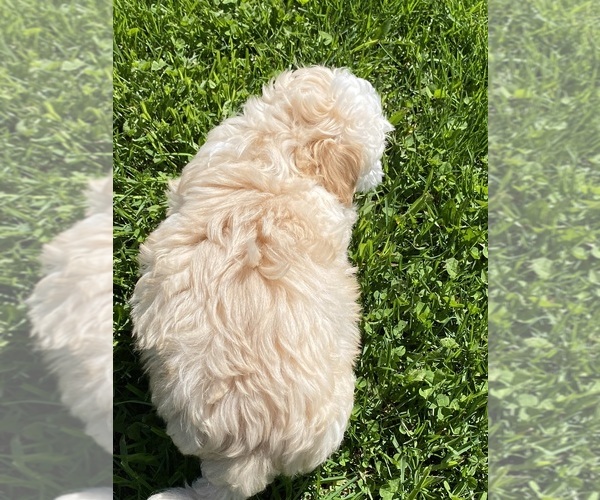 Medium Photo #3 Maltipoo Puppy For Sale in CANOGA, NY, USA
