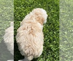 Small Photo #3 Maltipoo Puppy For Sale in CANOGA, NY, USA