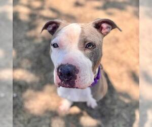 American Pit Bull Terrier Dogs for adoption in Aurora, CO, USA
