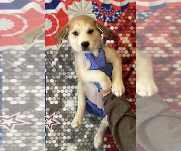 Medium Photo #2 Siberian Husky-Unknown Mix Puppy For Sale in New York, NY, USA