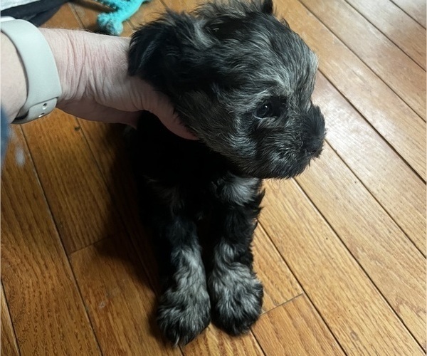 Medium Photo #3 Schnauzer (Miniature) Puppy For Sale in OMAHA, NE, USA