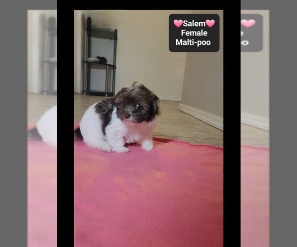 Medium Photo #3 Maltipoo (Toy) Puppy For Sale in TUCSON, AZ, USA