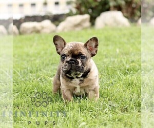 French Bulldog Puppy for sale in RONKS, PA, USA