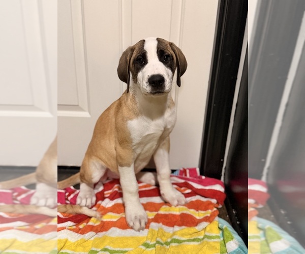 Medium Photo #2 Great Dane Puppy For Sale in SUMMERVILLE, SC, USA