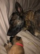 Small Photo #13 Malinois Puppy For Sale in EAGLE POINT, OR, USA