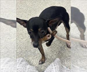 Chihuahua-Unknown Mix Dogs for adoption in Conroe, TX, USA