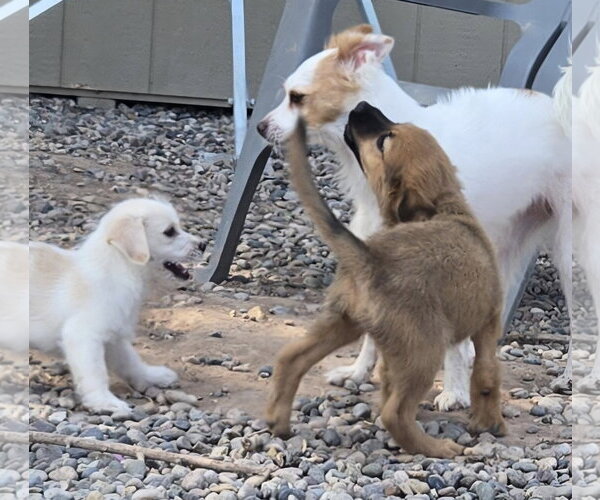 Medium Photo #2 Shih Tzu-Unknown Mix Puppy For Sale in Peralta, NM, USA