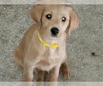 Small Photo #14 Labradoodle Puppy For Sale in WASHOUGAL, WA, USA