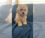 Small Photo #19 Maltipoo (Miniature) Puppy For Sale in HIGH POINT, NC, USA