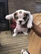 Small Photo #2 Bulldog Puppy For Sale in LOUISVILLE, KY, USA