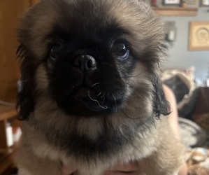 Medium Pekingese