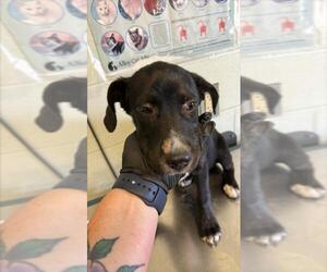 Labrador Retriever-Unknown Mix Dogs for adoption in Corpus Christi, TX, USA