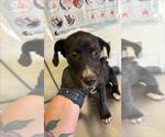 Small Labrador Retriever Mix