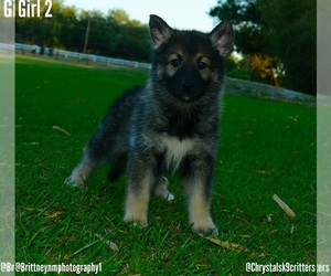German Shepherd Dog-Siberian Husky Mix Puppy for sale in MULBERRY, FL, USA