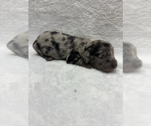 Dachshund Puppy for sale in MOUNTAIN GROVE, MO, USA