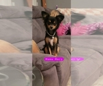 Small #1 Chihuahua