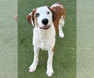 Mutt Dogs for adoption in Woodbury, NY, USA