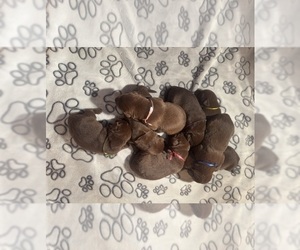 Labrador Retriever Litter for sale in COLUMBIANA, OH, USA
