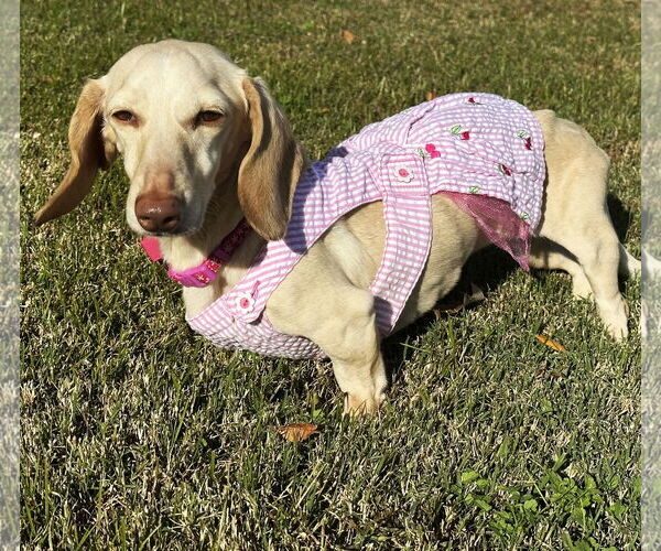 Medium Photo #13 Dachshund Puppy For Sale in Shelbyville, TN, USA