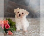 Small #5 Maltese
