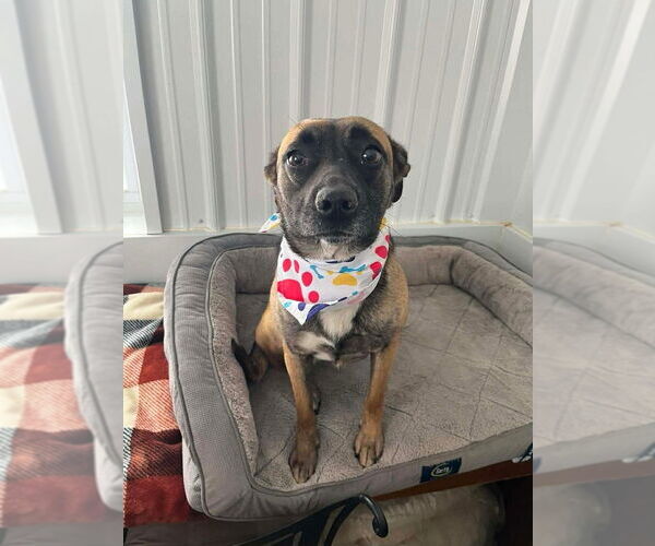 Medium Photo #3 Mutt Puppy For Sale in Osgood, IN, USA