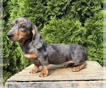 Small #2 Dachshund