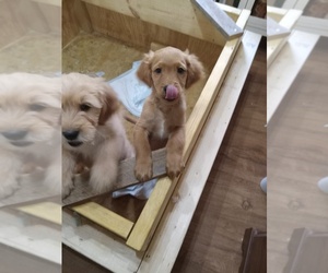 Golden Irish-Goldendoodle Mix Puppy for sale in CEDARVILLE, OH, USA