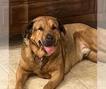 Small Redbone Coonhound