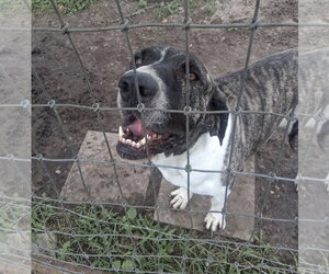 Brazilian Mastiff Dogs for adoption in Jasper, AL, USA