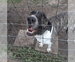 Small Brazilian Mastiff