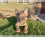 Small #5 French Bulldog