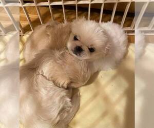 Pekingese Puppy for sale in CHAMPION, NC, USA