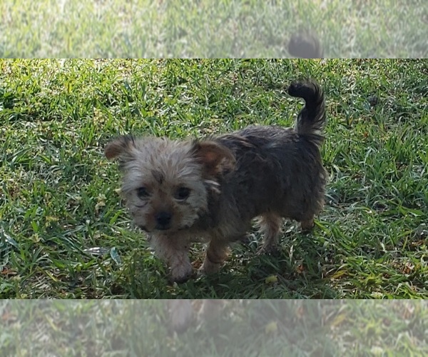 Medium Photo #15 Shorkie Tzu Puppy For Sale in NEVADA, TX, USA