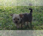 Small Photo #15 Shorkie Tzu Puppy For Sale in NEVADA, TX, USA