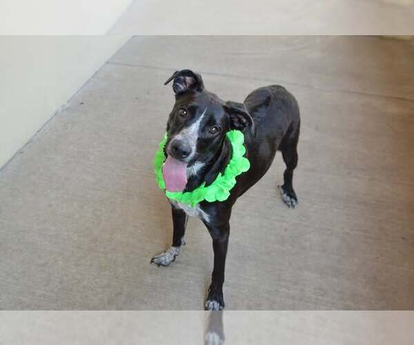 Medium Photo #1 Mutt Puppy For Sale in McKinney, TX, USA