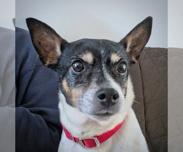 Medium Photo #4 Rat Terrier Puppy For Sale in Atlanta, GA, USA