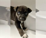 Small #7 Labrador Retriever Mix