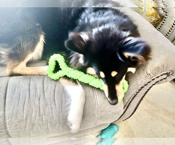 Medium Photo #3 Collie Puppy For Sale in Estherville, IA, USA