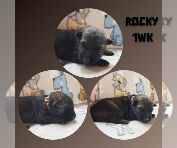 Medium Photo #5 German Shepherd Dog Puppy For Sale in BROOKFIELD, MO, USA