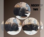Puppy Rocky German Shepherd Dog