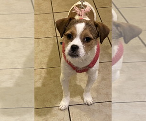 Jack Russell Terrier-Shih Tzu Mix Puppy for sale in BROCKTON, MA, USA