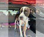 Small American Pit Bull Terrier
