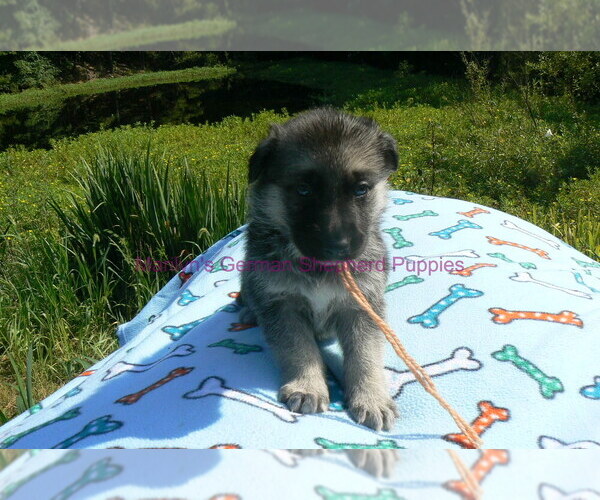 Medium Photo #3 German Shepherd Dog Puppy For Sale in PIEDMONT, MO, USA
